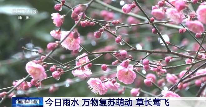 今日雨水 | 万物复苏萌动 草长莺飞
