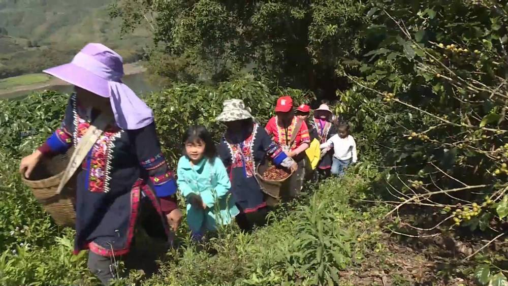 云南宁洱：“金豆豆”领跑山区绿色产业