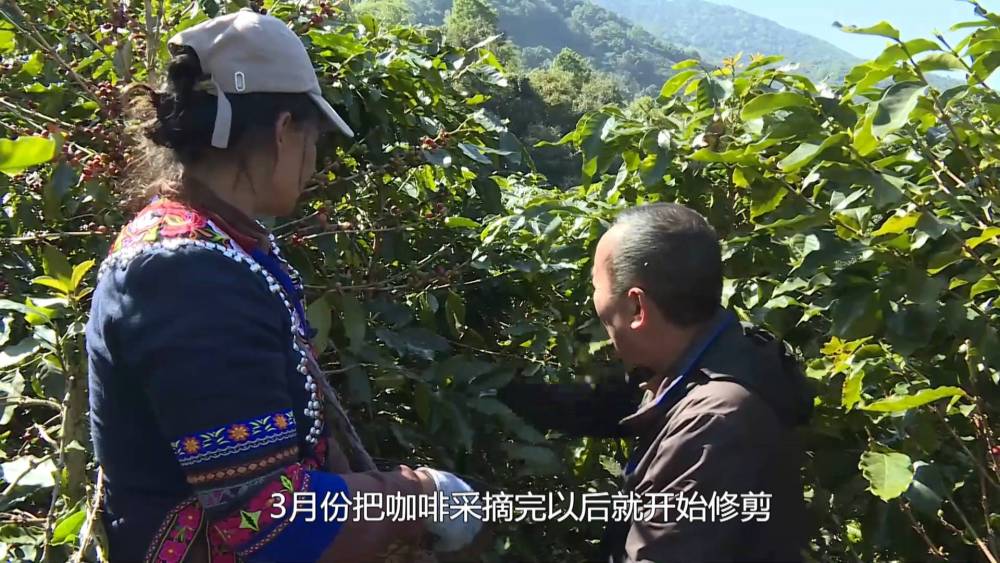 云南宁洱：“金豆豆”领跑山区绿色产业