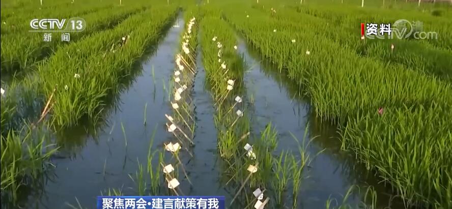 聚焦两会·建言献策有我 | 加快种业振兴 端牢“中国饭碗”