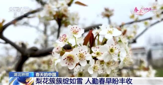 花开三月 春回大地 神州各地处处欣欣向荣