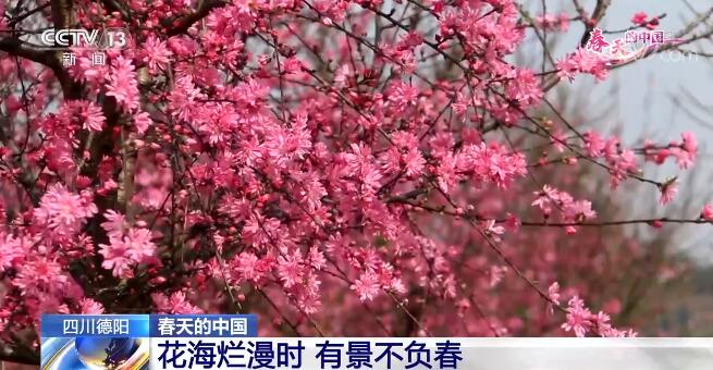 花开三月 春回大地 神州各地处处欣欣向荣