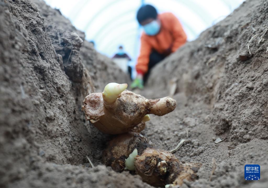 河北赵县：生姜种植忙