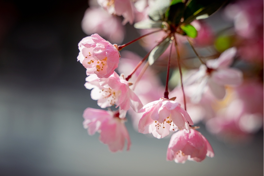 河南汝阳：繁花似锦满眼春