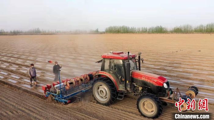 航拍“中国长绒棉之乡” 新疆阿瓦提131万亩棉花开播