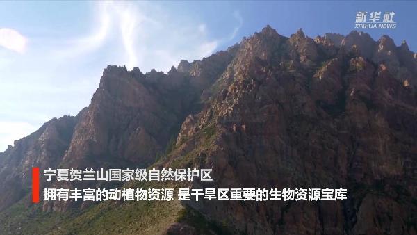 新华全媒+｜走，去贺兰山！邂逅山间精灵！