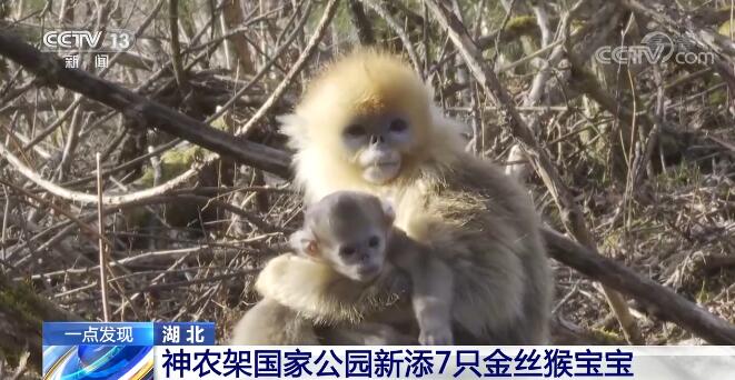 【凡人微光】金丝猴喜添丁 工作人员精心准备“月子餐”