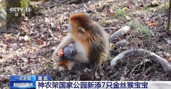 【凡人微光】金丝猴喜添丁 工作人员精心准备“月子餐”