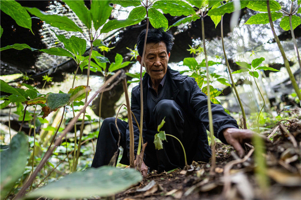 老人与山