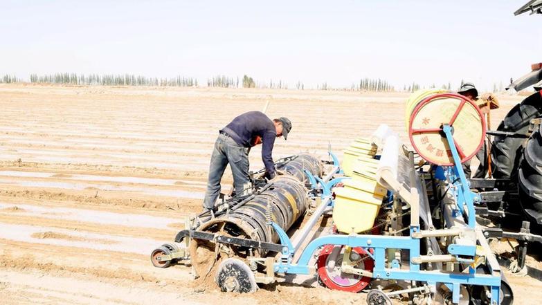 新疆喀什地区莎车县70万亩棉花全面开播 北斗导航无人驾驶智能播种