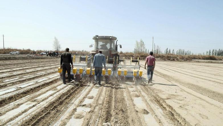 新疆喀什地区莎车县70万亩棉花全面开播 北斗导航无人驾驶智能播种