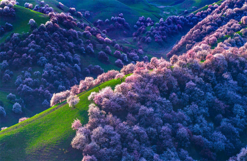 花开成海新疆那拉提杏花谷漫山遍野散芬芳