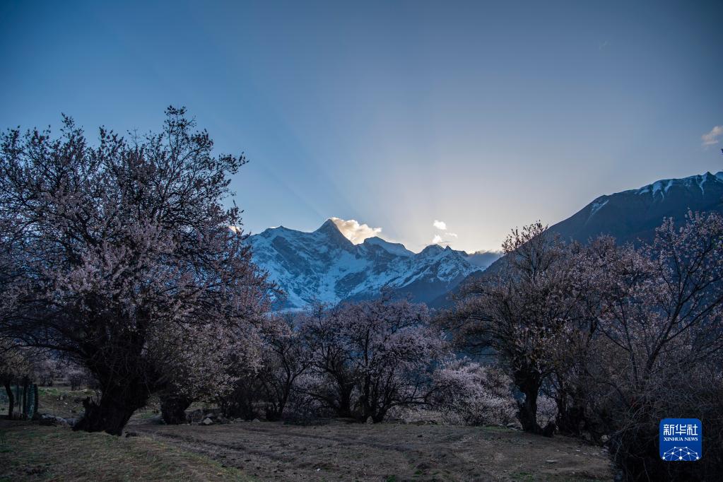 西藏：花开南迦巴瓦