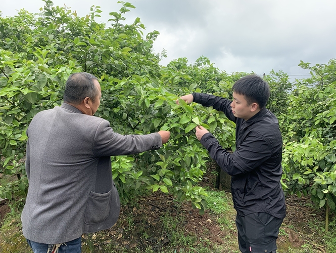 【网络中国节·二十四节气】谷雨：春耕正当时 大学生村官助力新农事