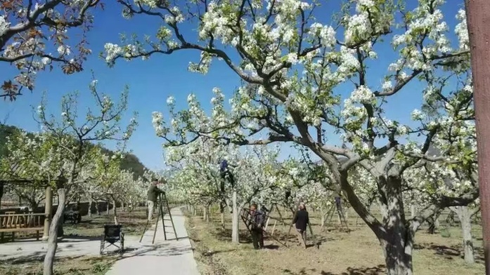 【网络中国节·二十四节气】谷雨：春耕正当时 大学生村官助力新农事