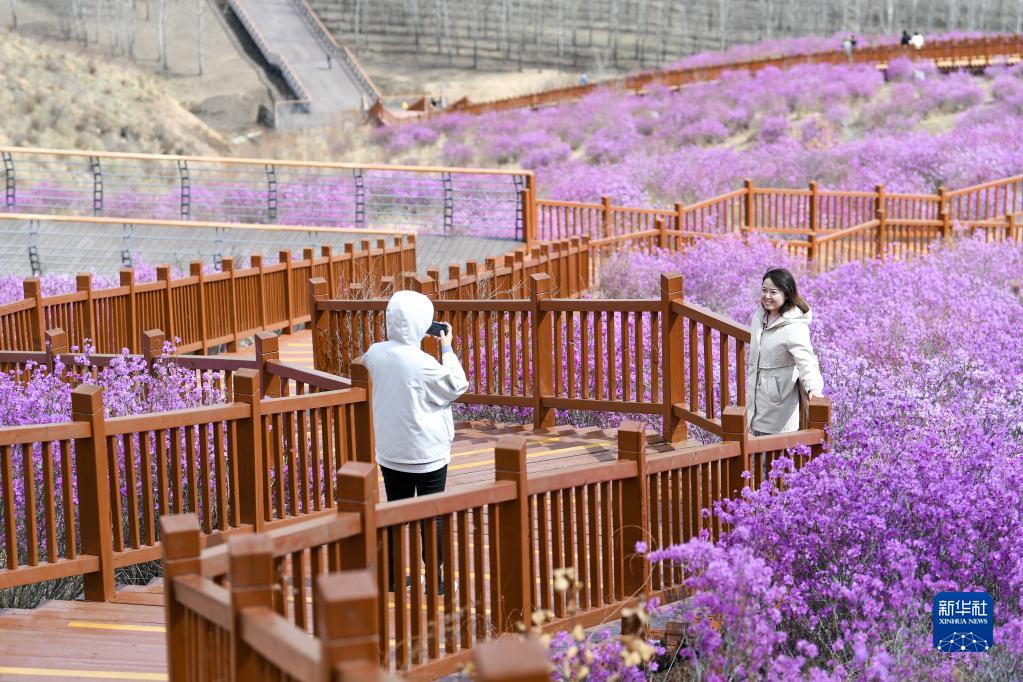 内蒙古扎兰屯：杜鹃花开迎客来
