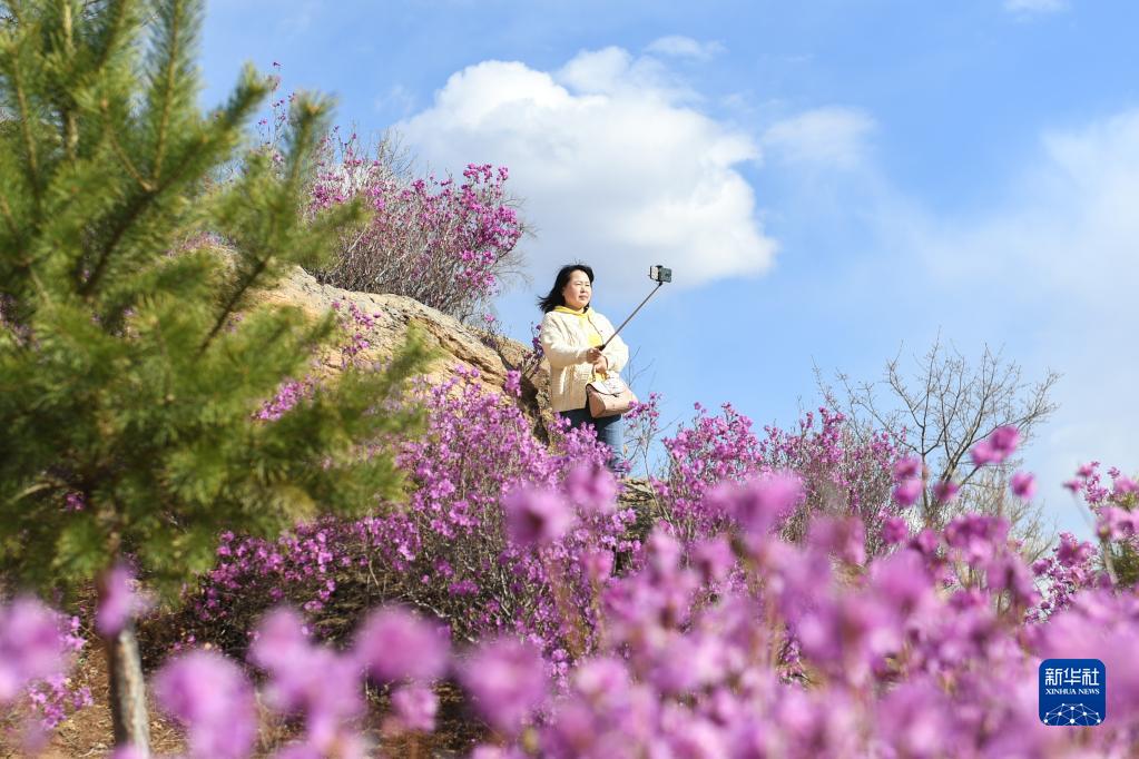 内蒙古扎兰屯：杜鹃花开迎客来