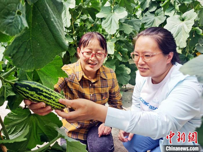 新疆阿克苏地区引进羊角蜜、车厘子等特色种植 助群众增收（图）