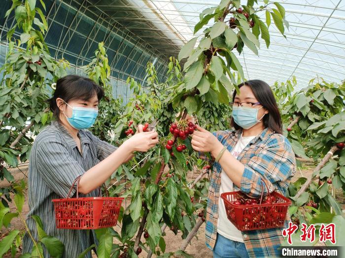 新疆阿克苏地区引进羊角蜜、车厘子等特色种植 助群众增收（图）