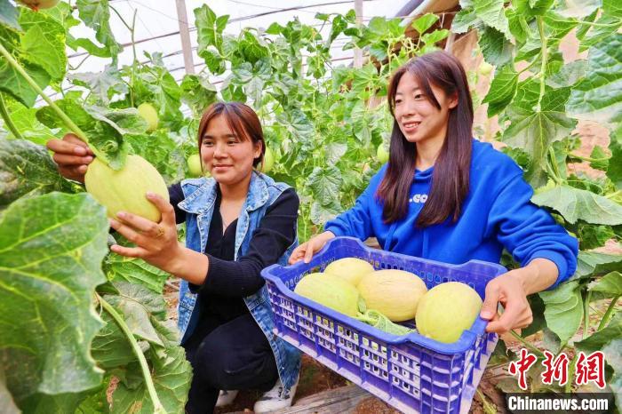 新疆阿克苏地区引进羊角蜜、车厘子等特色种植 助群众增收（图）
