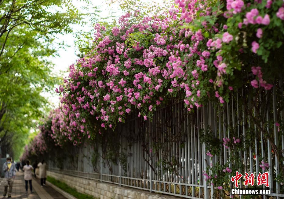 各地初夏花开正艳 民众打卡留念