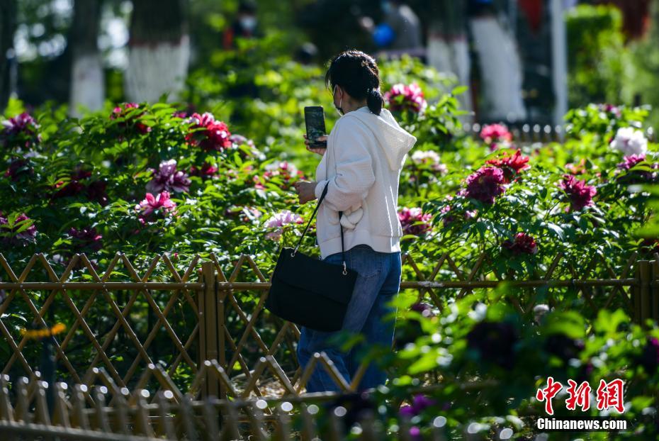 各地初夏花开正艳 民众打卡留念