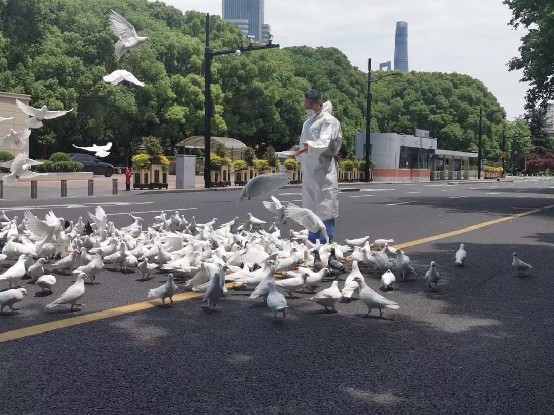 上海市民放心，人民广场的鸽子有民警在投喂