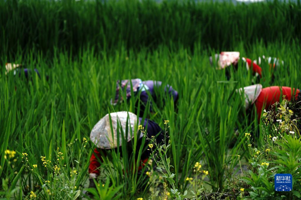 上海：“练塘茭白”迎来采收季