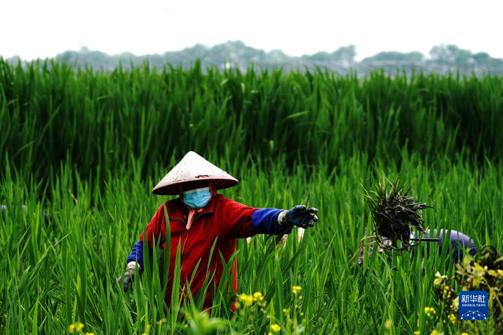 上海：“练塘茭白”迎来采收季