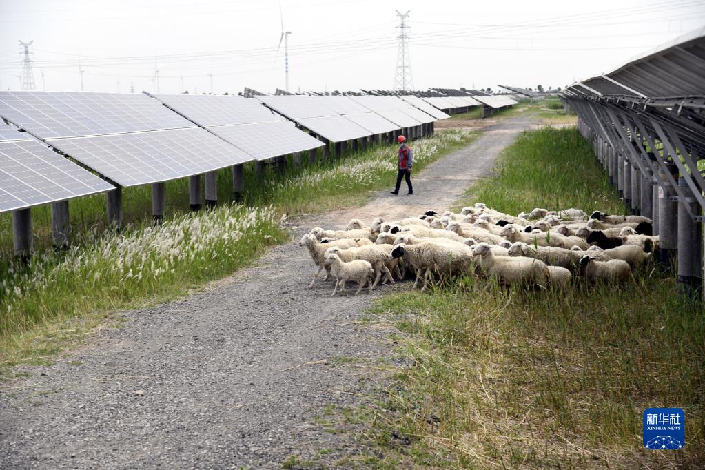 山东沾化：清洁能源 绿色发展