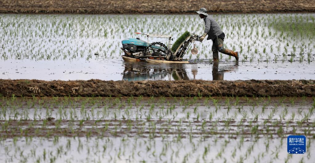 辽宁：水稻插秧忙