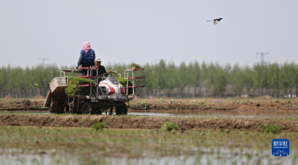 辽宁：水稻插秧忙