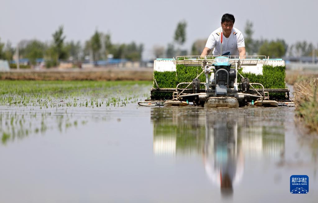 辽宁：水稻插秧忙