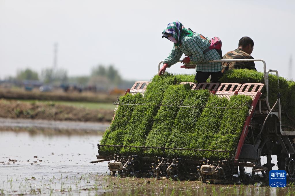 辽宁：水稻插秧忙