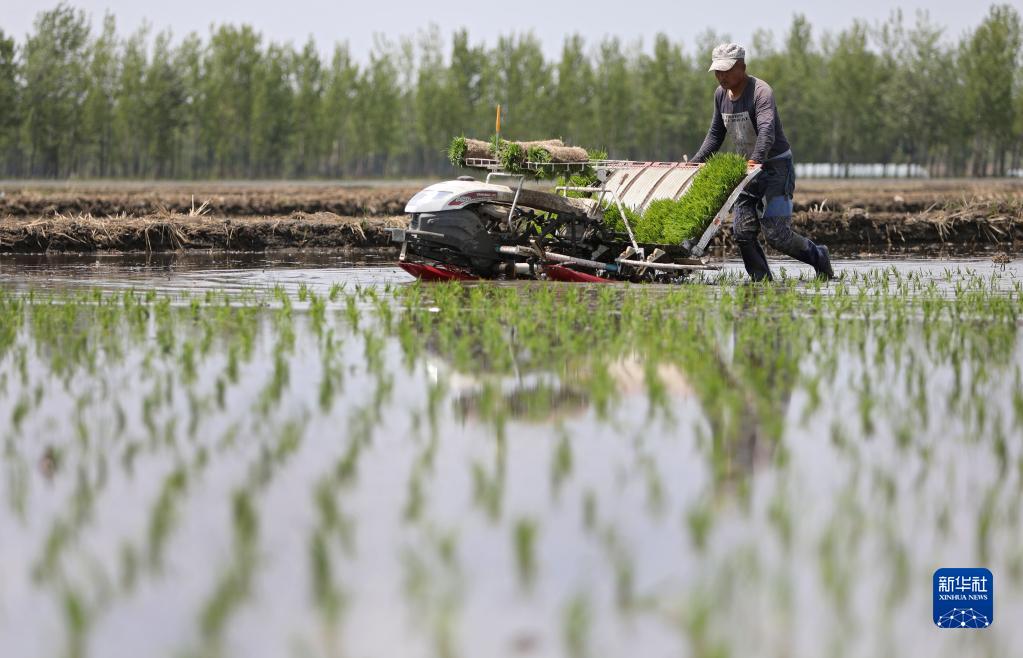 辽宁：水稻插秧忙
