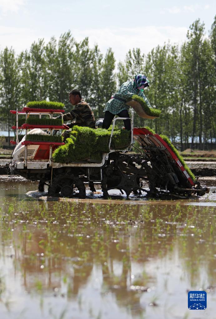 辽宁：水稻插秧忙