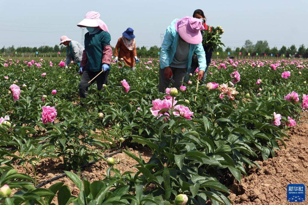 山东菏泽：芍药鲜切花采摘加工忙