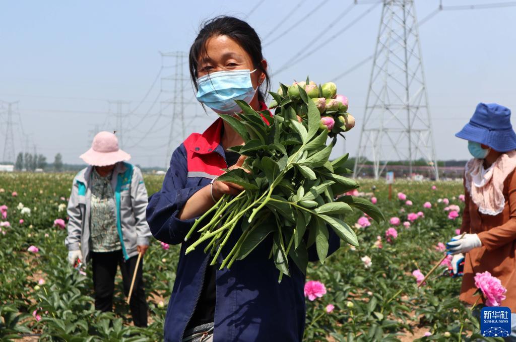 山东菏泽：芍药鲜切花采摘加工忙