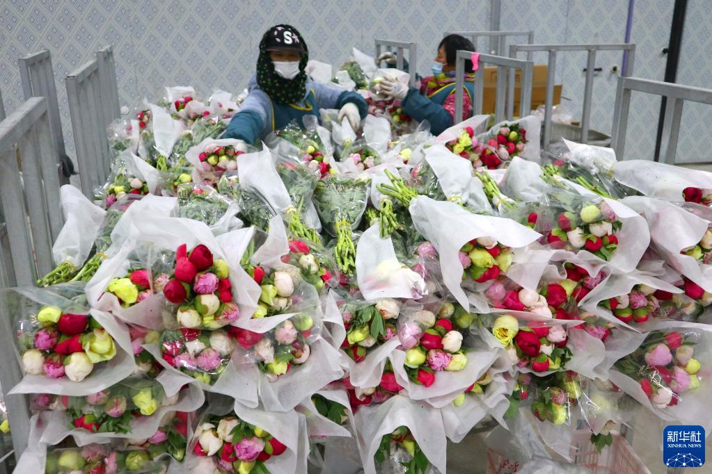 山东菏泽：芍药鲜切花采摘加工忙