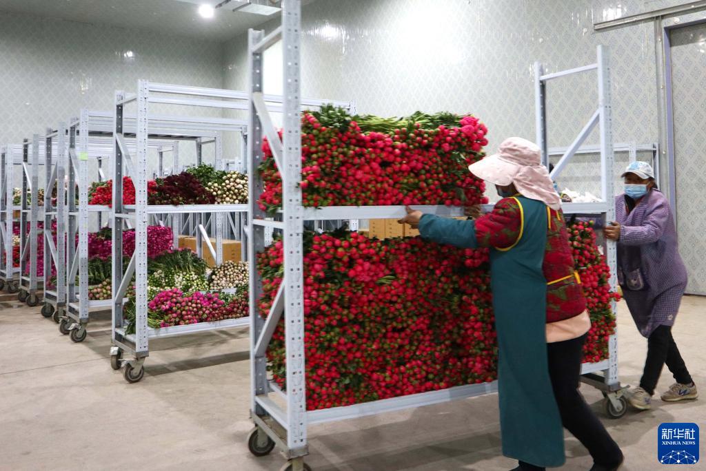 山东菏泽：芍药鲜切花采摘加工忙