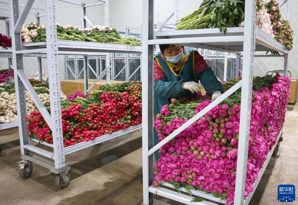 山东菏泽：芍药鲜切花采摘加工忙