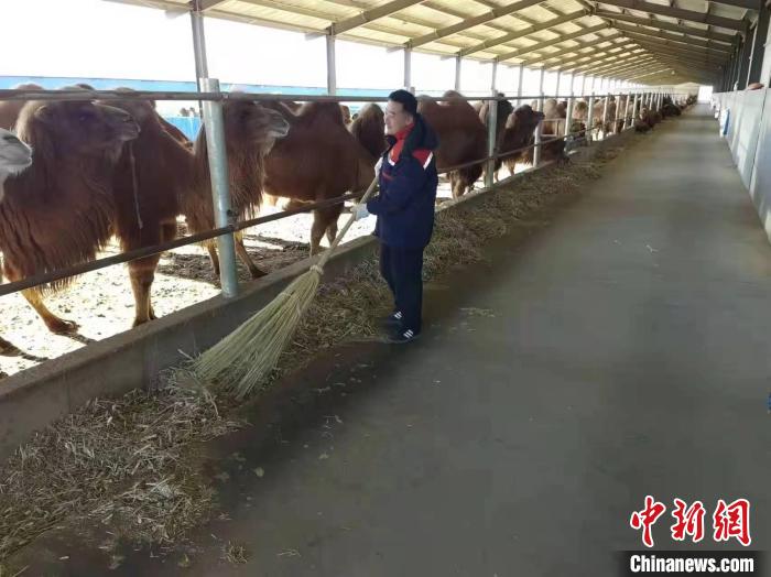 【十年@每一个奋斗的你】内蒙古边境旗县致富觅新路：450对母子驼“替”民众奔小康