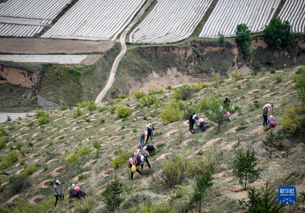宁夏西吉：植绿山塬 涵养生态