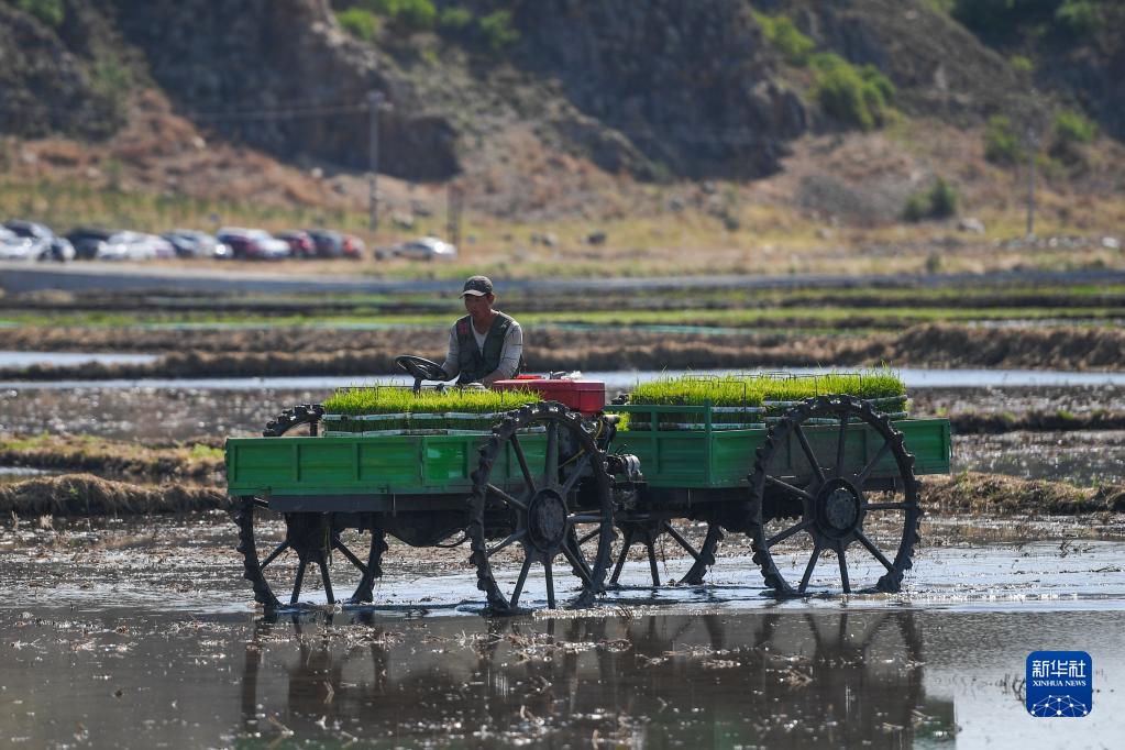 内蒙古：兴安盟水稻种植忙