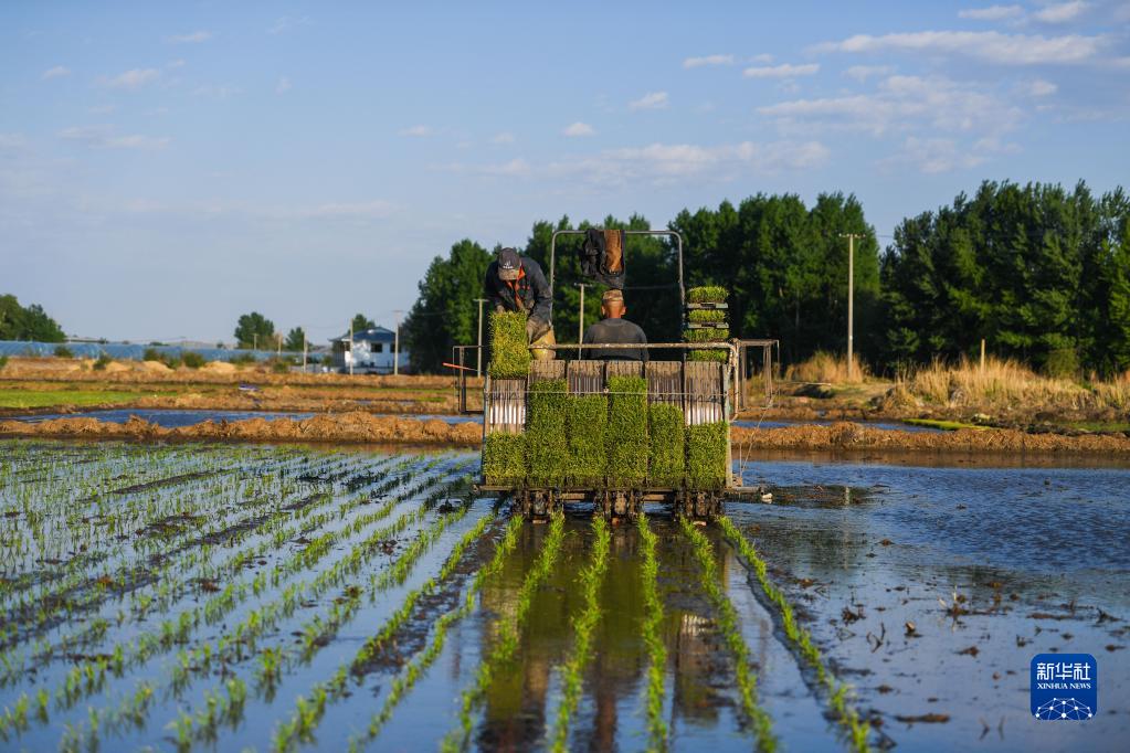 内蒙古：兴安盟水稻种植忙