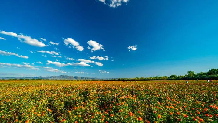 新疆边境县：满山红花成“金”花