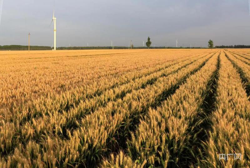 麦子熟了丨河南内黄：科技护航 91万亩小麦丰收在望