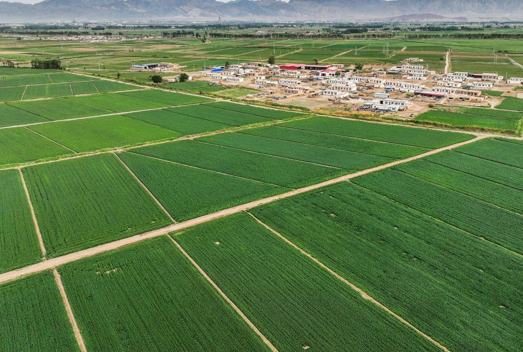 关注三夏｜庄稼一枝花 粮食来当家——内蒙古河套地区农田生产一线见闻