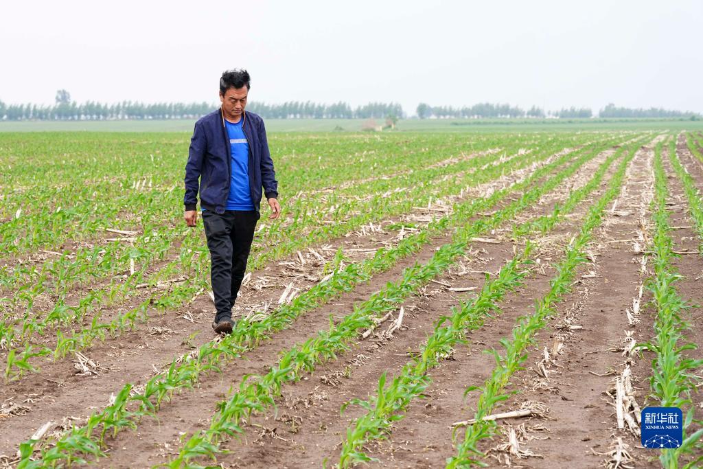 走进县城看发展丨吉林公主岭：打造“黄金玉米带”上的现代农业样本