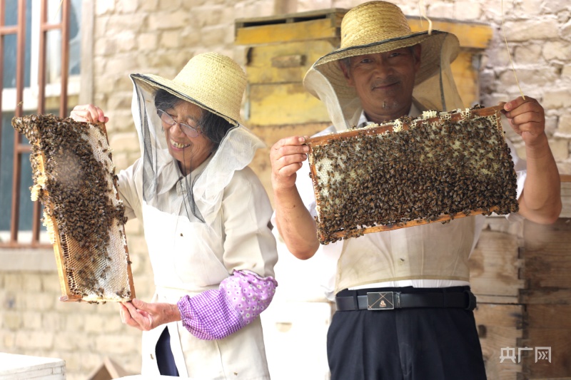 乡村振兴“新”面貌|枣树下养殖蜜蜂 酿出甜蜜生活